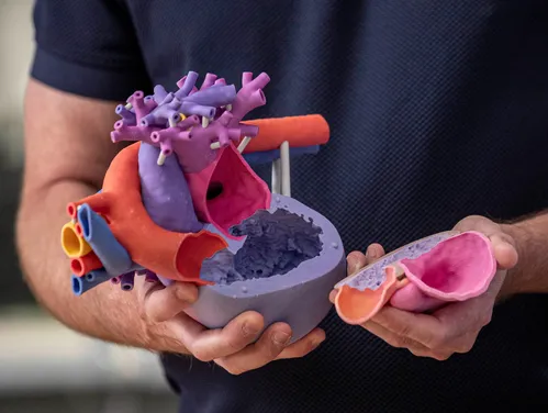 Hands holding a model of the human heart