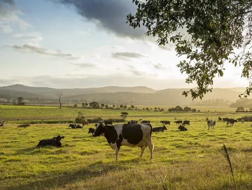 Cows in a field