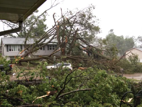 Large tree branches down on top of a car