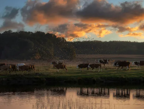Cattle herd by pond
