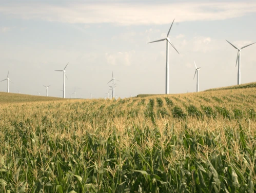 wind turbines in a field