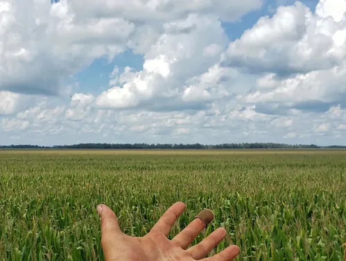 A hand gesturing towards a field of corn under a blue sky