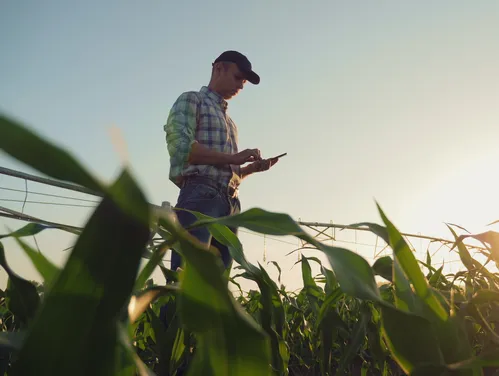 farmer in a field
