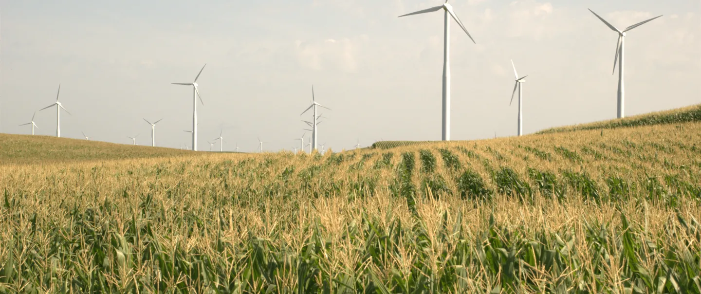 wind turbines in a field