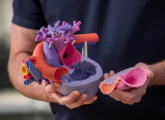 Hands holding a model of the human heart