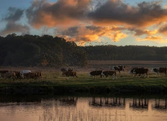 Cattle herd by pond