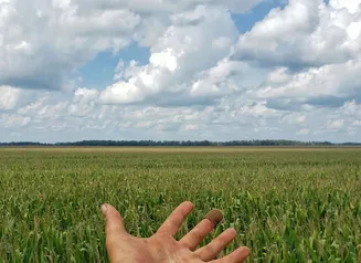 A hand gesturing towards a field of corn under a blue sky